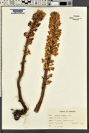 Orobanche crenata image