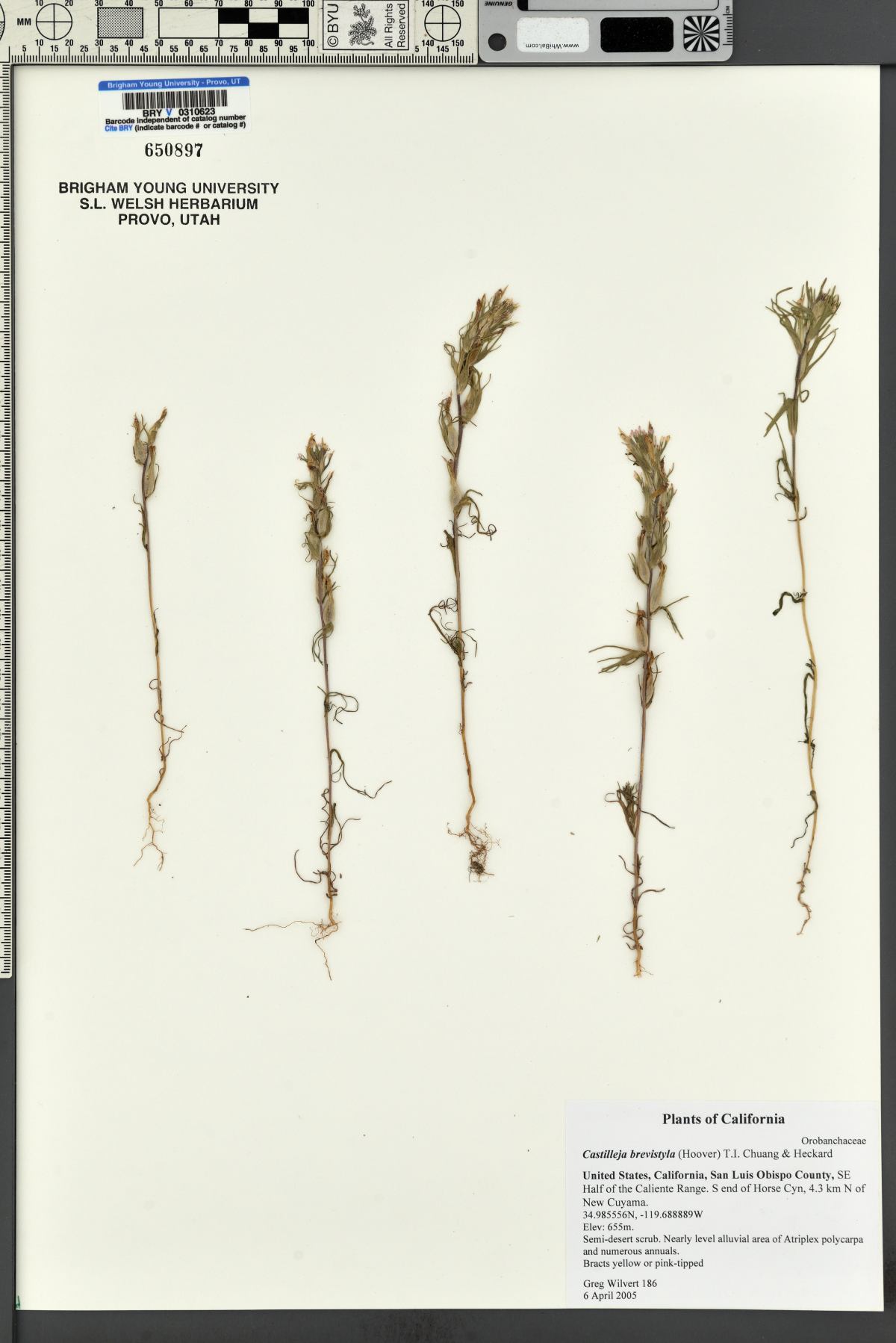 Castilleja brevistyla image