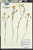 Camissonia campestris subsp. campestris image