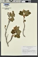 Ribes viscosissimum image