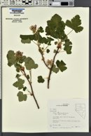 Ribes viscosissimum image