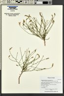 Stephanomeria runcinata image