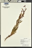 Oenothera villosa image