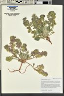 Physaria acutifolia image