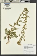 Lepidium crenatum image