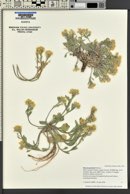 Physaria grahamii image