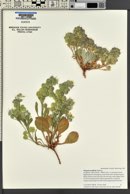 Physaria acutifolia image