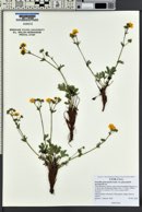 Potentilla diversifolia image