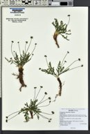 Cymopterus davisii image