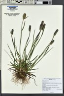 Phleum alpinum image