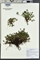 Sibbaldia procumbens image