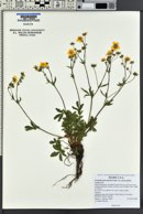 Potentilla diversifolia image