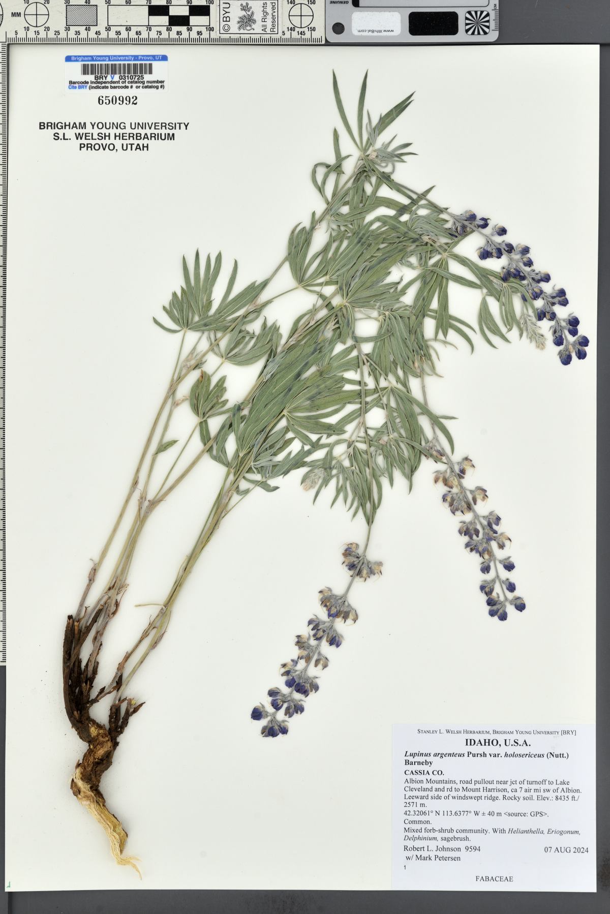 Lupinus argenteus var. holosericeus image