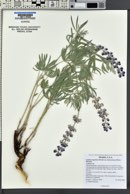 Lupinus argenteus var. holosericeus image