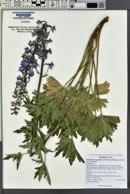 Delphinium occidentale image