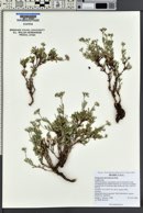 Eriogonum microtheca image