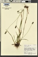 Phleum alpinum image