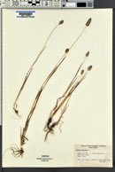 Phleum alpinum image