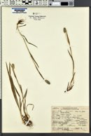 Phleum alpinum image