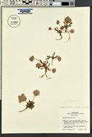 Calyptridium umbellatum image