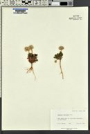 Spraguea umbellata image