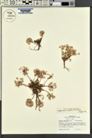 Calyptridium umbellatum image