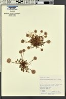 Calyptridium umbellatum image