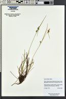 Carex viridula image