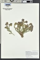 Physaria grahamii image