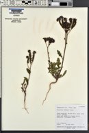 Phacelia crenulata image