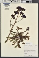 Phacelia crenulata var. ambigua image