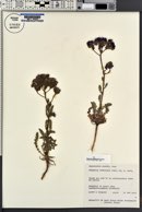 Phacelia crenulata var. ambigua image