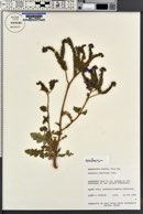 Phacelia crenulata var. ambigua image