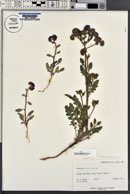 Phacelia crenulata var. ambigua image