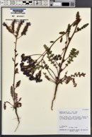 Phacelia crenulata image