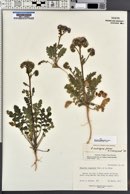 Phacelia crenulata var. ambigua image