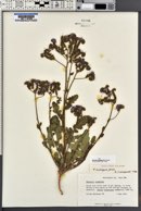 Phacelia crenulata image