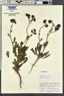 Phacelia crenulata image