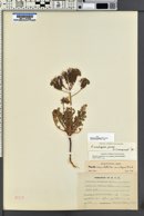 Phacelia crenulata image