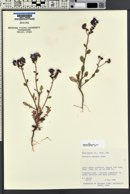 Phacelia crenulata var. ambigua image