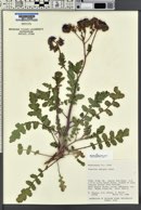 Phacelia crenulata var. ambigua image