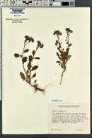 Phacelia crenulata var. ambigua image