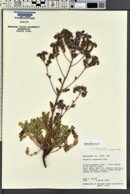 Phacelia crenulata image