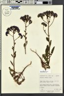 Phacelia crenulata var. ambigua image