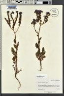 Phacelia crenulata image