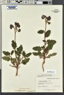 Phacelia crenulata image