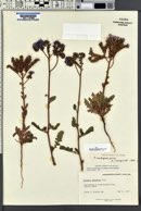 Phacelia crenulata image