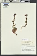 Phacelia crenulata image