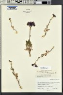 Phacelia crenulata var. ambigua image