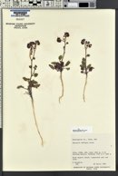 Phacelia crenulata var. ambigua image